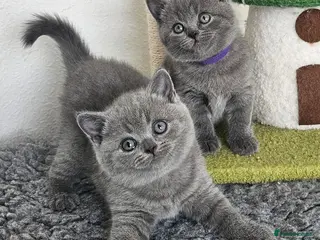 British Shorthair cats British Shorthair Kittens - Advert 1