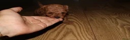 Maltipoo dogs for sale: 🐶 Stunning Brown/Red F1B Maltipoo Puppies ❤️ in Luton - Advert 10