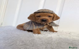 Labrador Retriever dogs for sale: 5*Licenced home breeder fox red lab working lines  - Image 9
