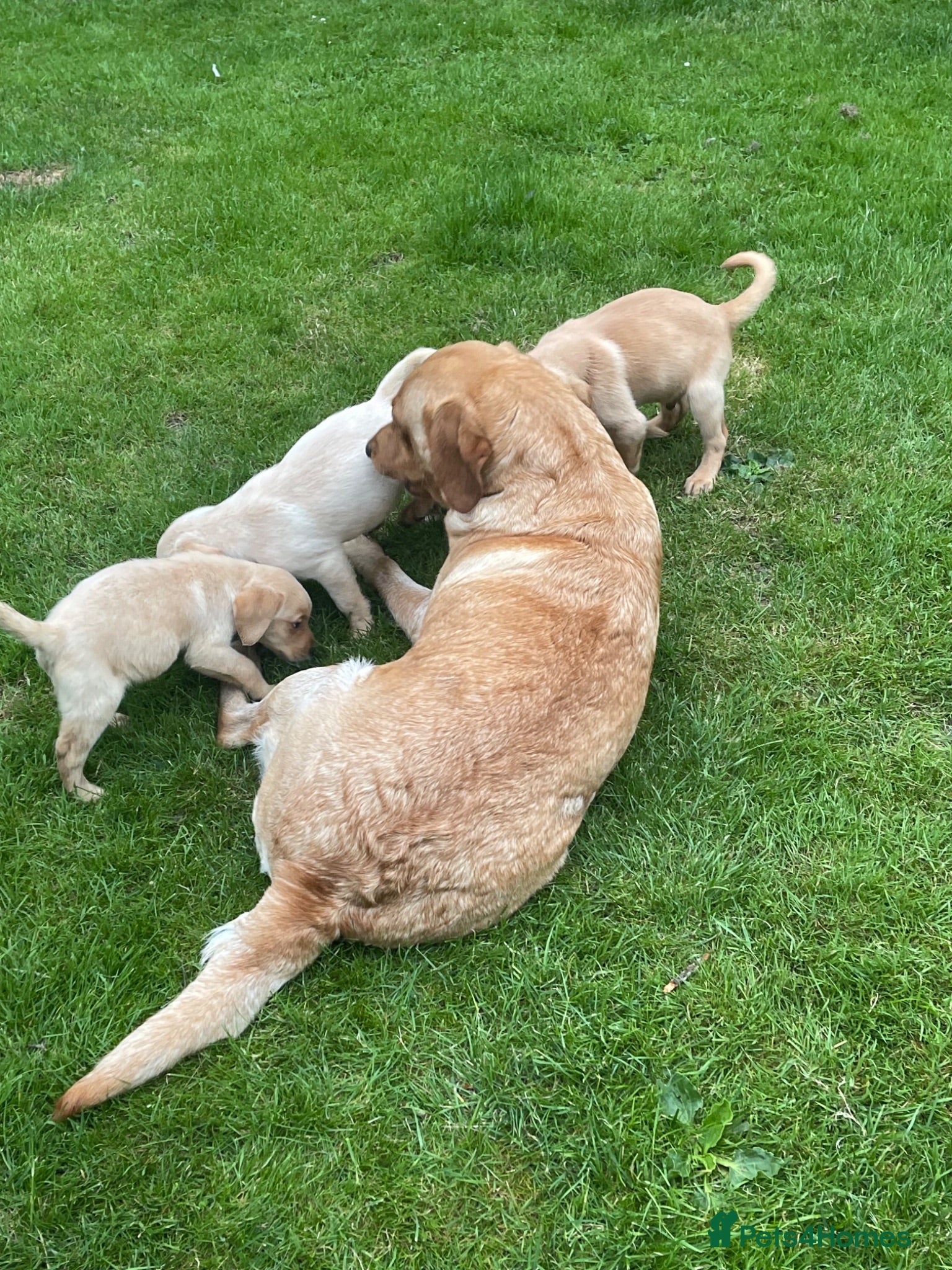 Labrador Retriever dogs Beautiful Labrador puppies  - Advert 1