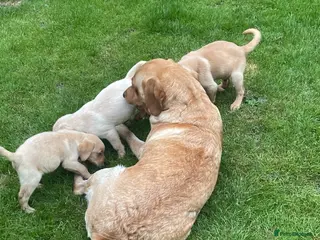 Labrador Retriever dogs Beautiful Labrador puppies - Advert 2
