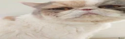 Exotic cats for sale: Beautiful Loving Exotic Female Pedegree - Advert 5