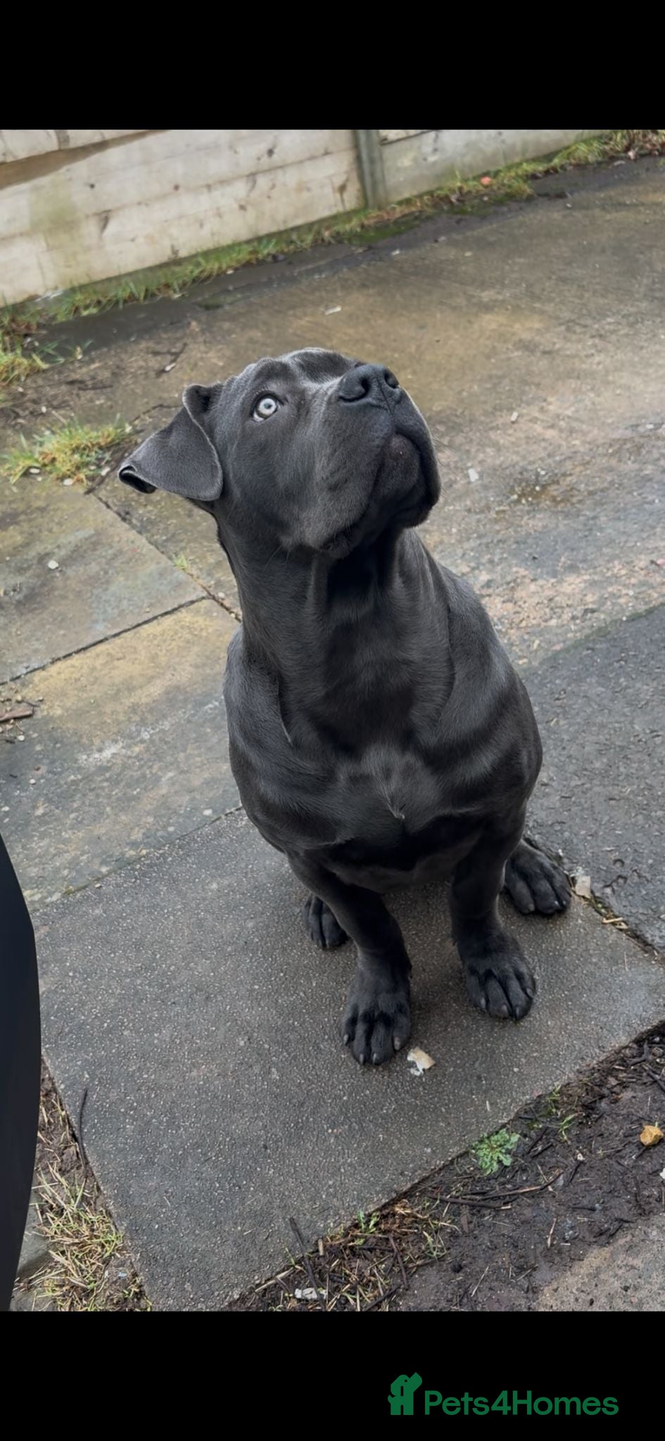 Cane Corso dogs Stunning cane corsi - Advert 6