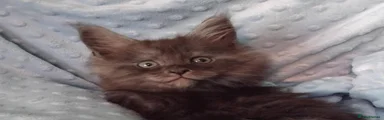 Maine Coon 1