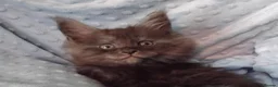 Maine Coon cats for sale: GCCF REGISTERED MAINE COON KITTENS FOR SALE  - Advert 25