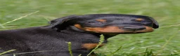 Dobermann dogs for sale: Outstanding KC Reg Aritaur Dobermann Pups  - Advert 7