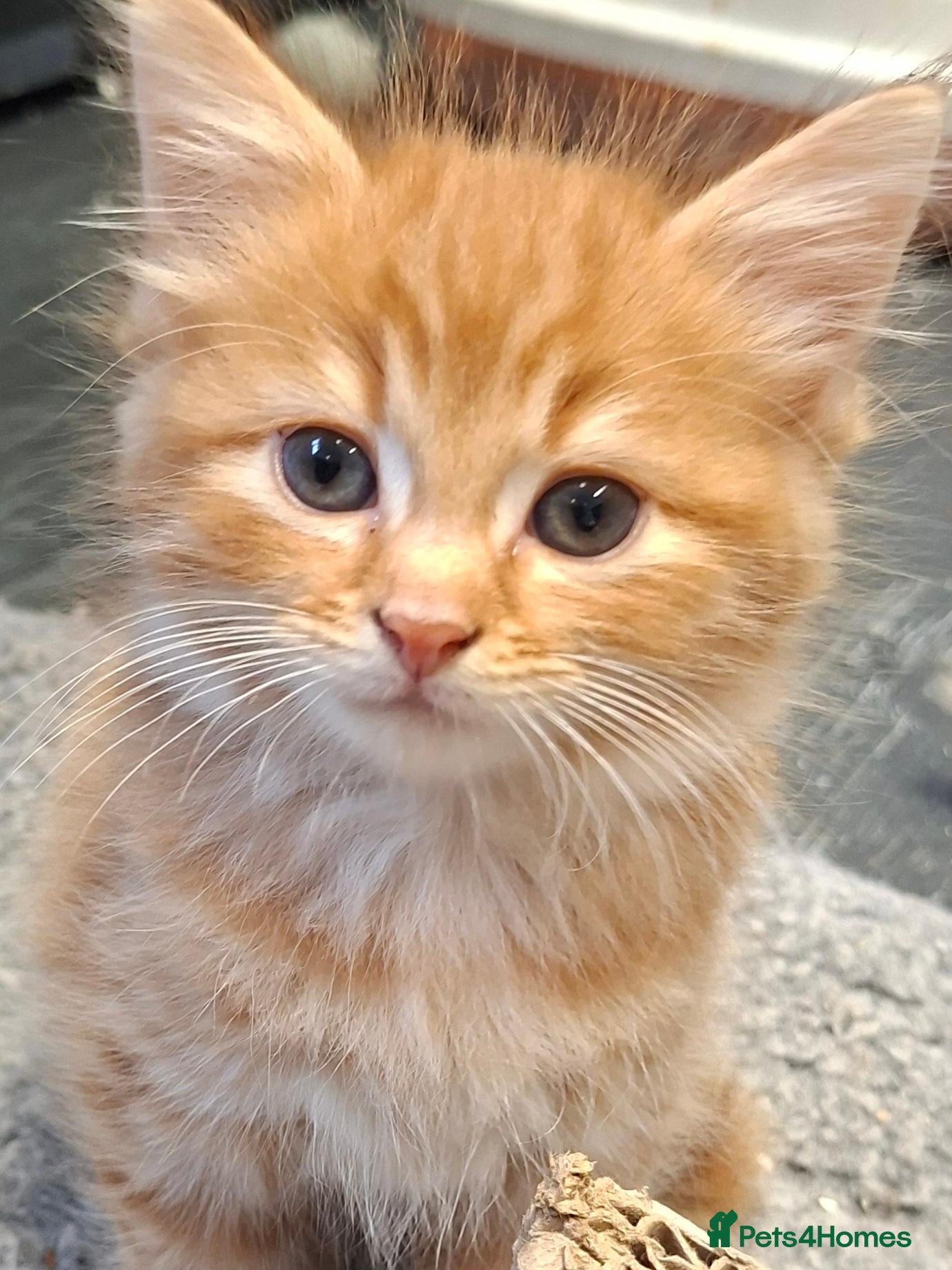 Mixed Breed cats READY NOW FLUFFY GINGER MALE KITTEN - Advert 1