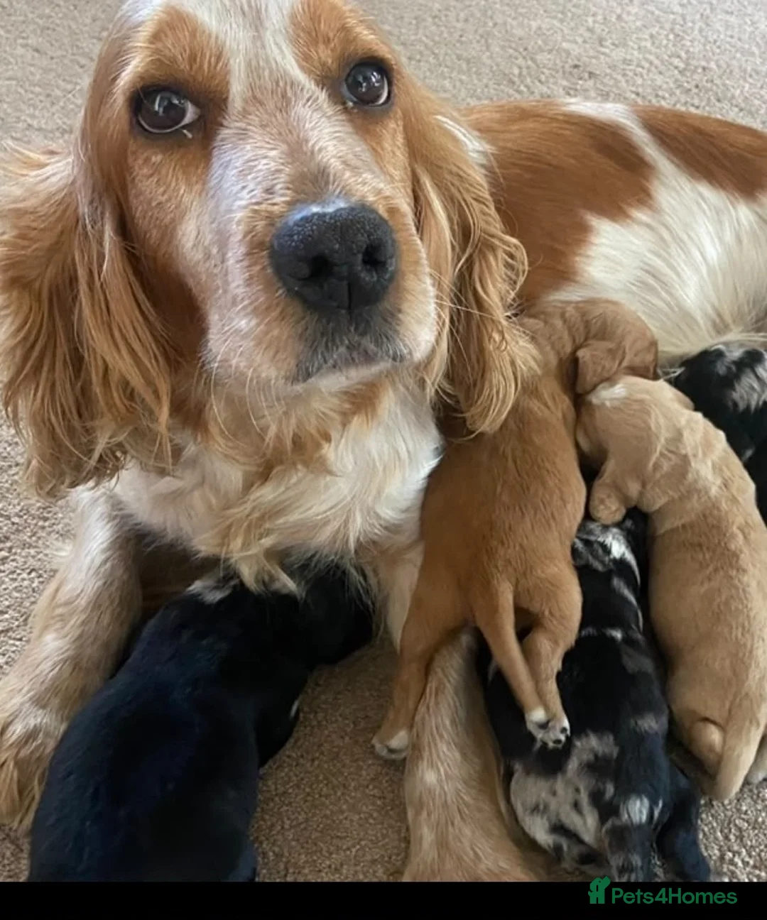 Cockapoo dogs for sale: Beautiful F1b cockapoo puppies  - Advert 14