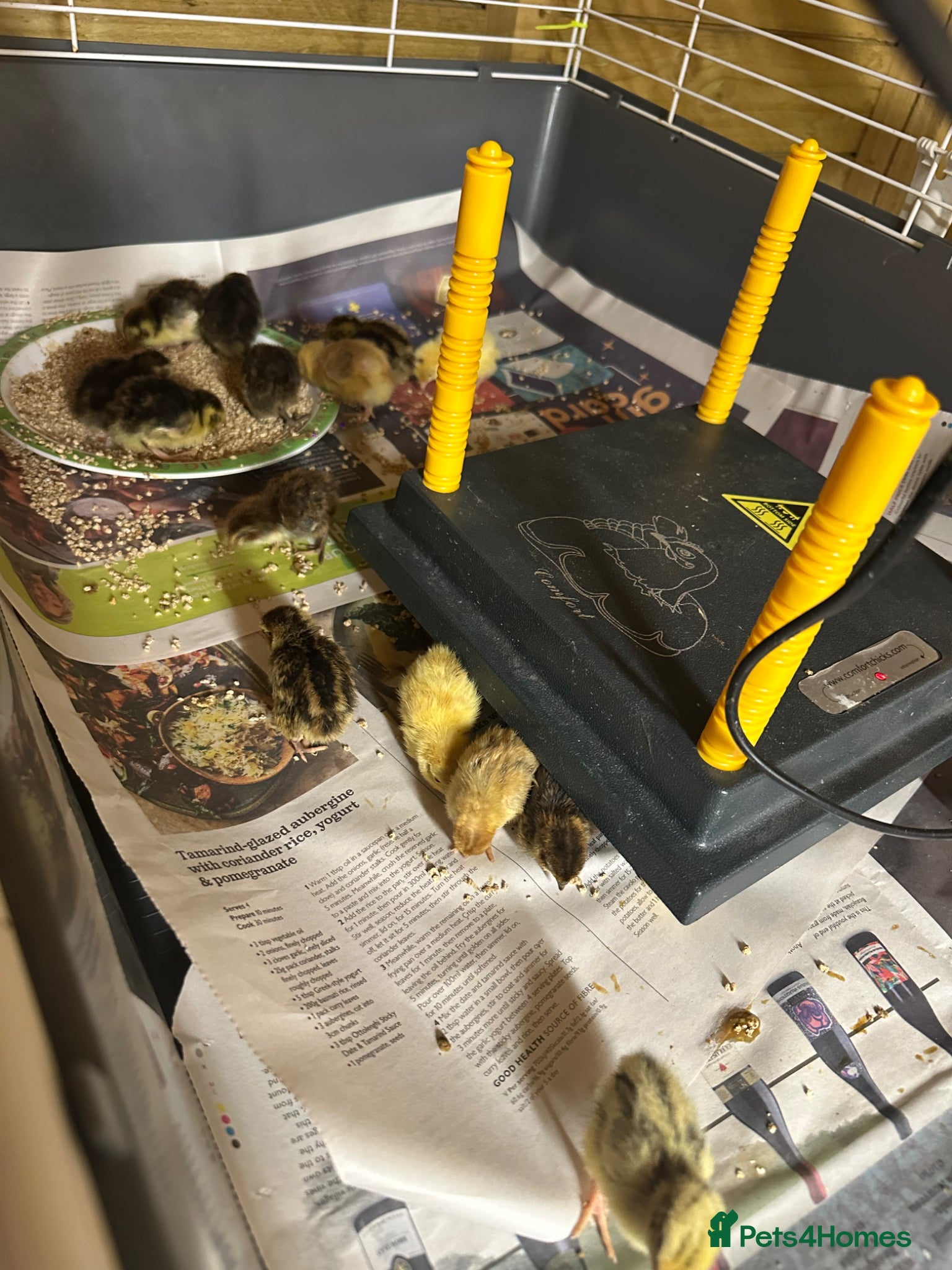 Quail poultry 30 mixed quail for sale. - Advert 5