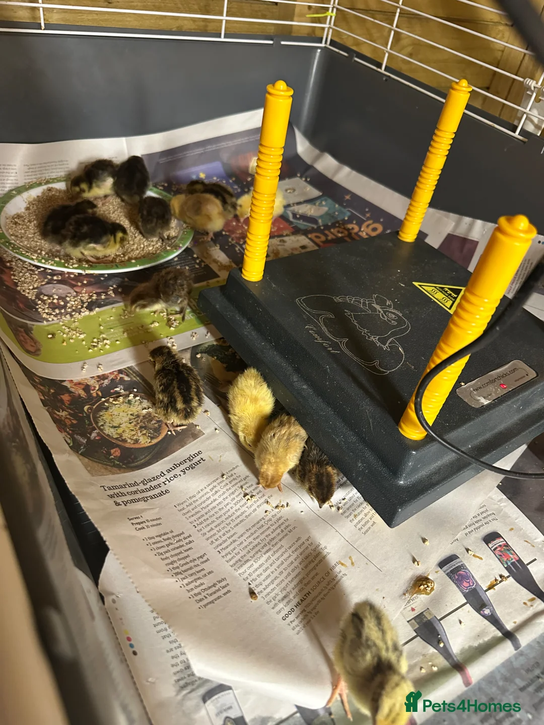 Quail poultry for sale: 30 mixed quail for sale. - Advert 1