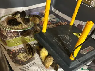 Quail poultry 30 mixed quail for sale. - Advert 1