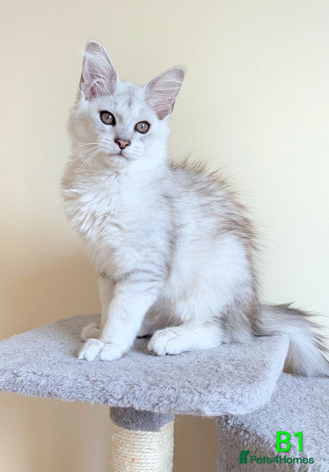 Maine Coon cats Shaded Maine Coon Kittens  - Advert 2