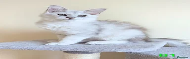 Maine Coon 1