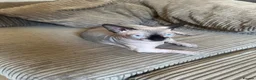 Sphynx cats for stud: Proven Bambino For Stud  - Advert 1