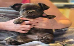 French Bulldog dogs for sale: Fluffy French Bulldog Puppies  - Image 11