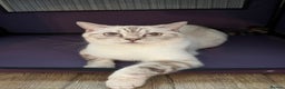 British Shorthair cats for sale: British shorthair kittens - Advert 7