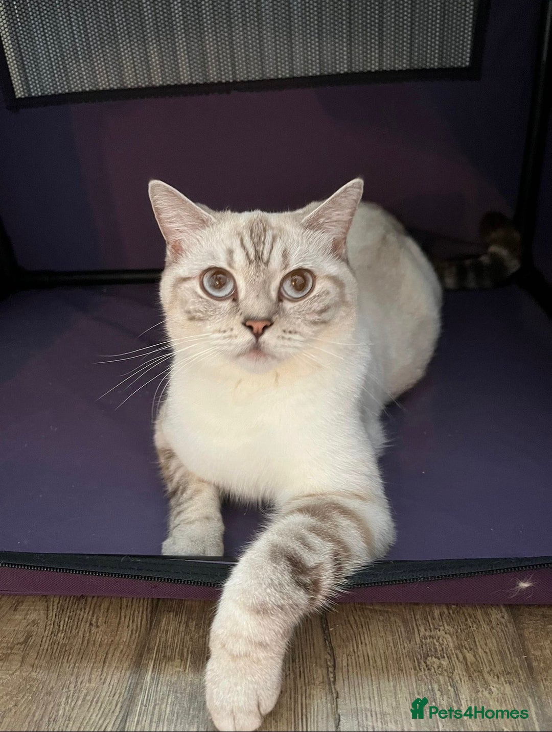 British Shorthair cats for sale: British shorthair kittens - Advert 7