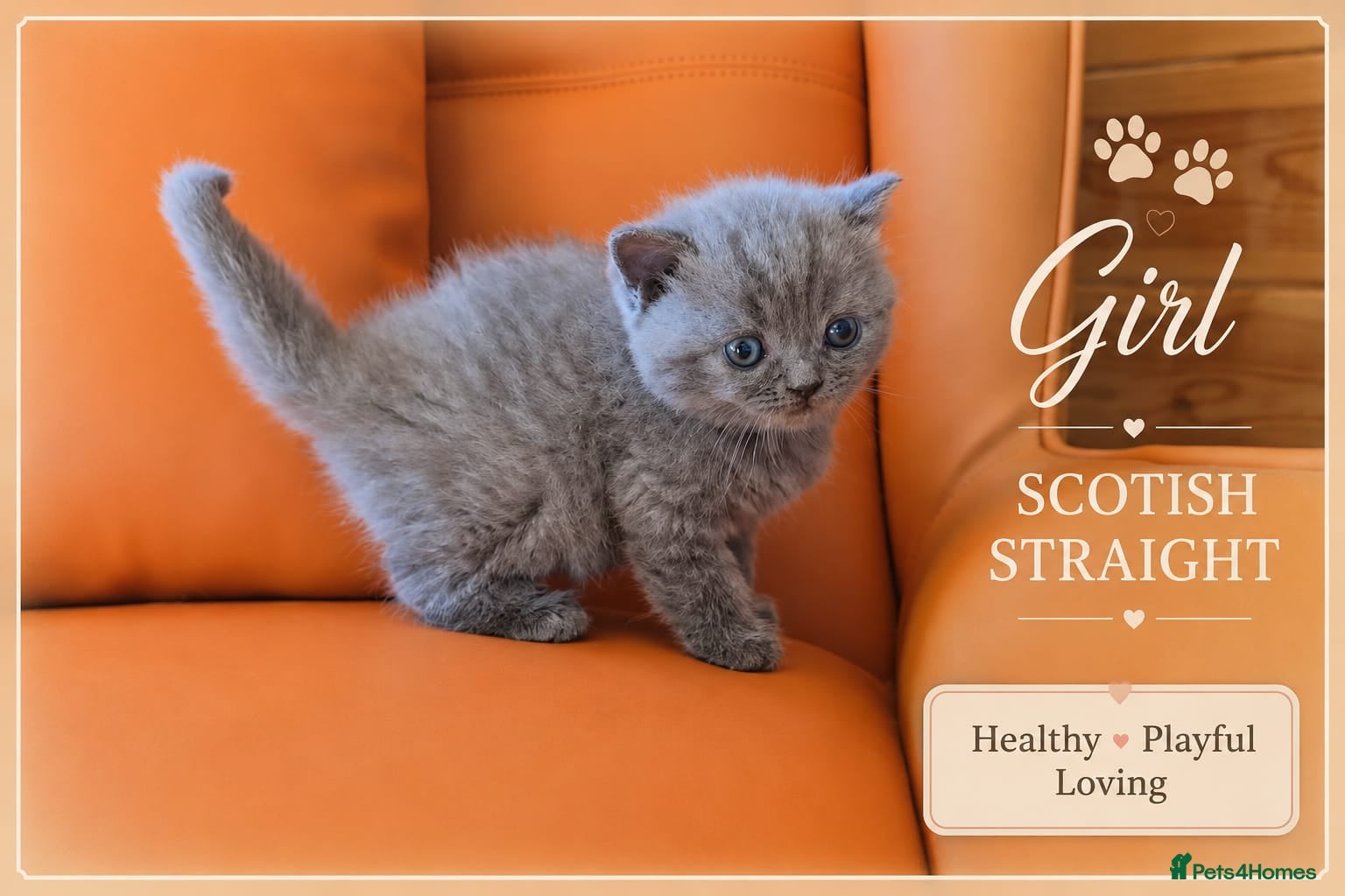 Scottish Fold cats for sale: Scotish Fold Kittens - Advert 10