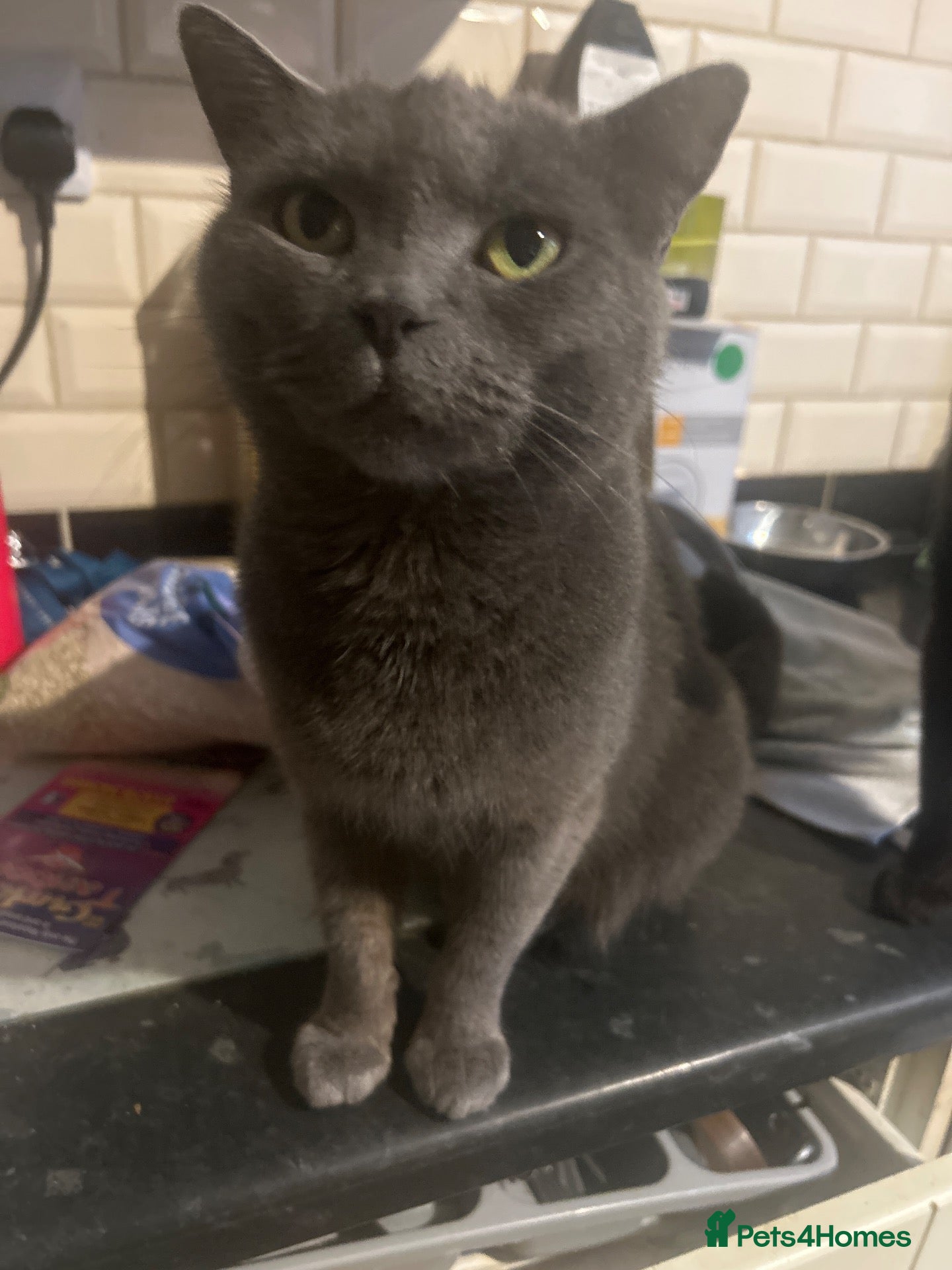 Mixed Breed cats for sale: 3/4 Russian Blue kitten - Advert 18