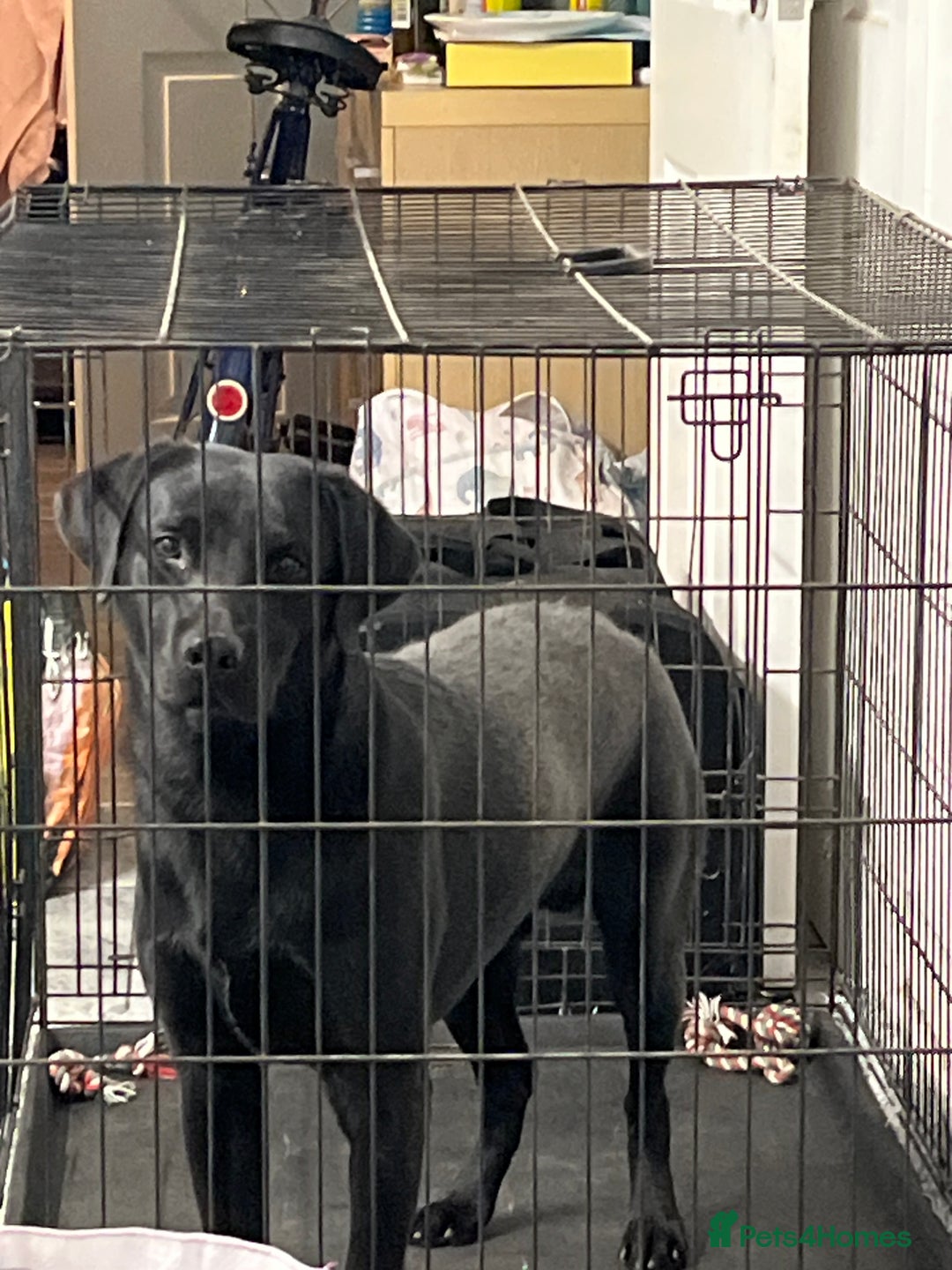 Labrador Retriever dogs for sale: Pure labadoor  - Advert 2