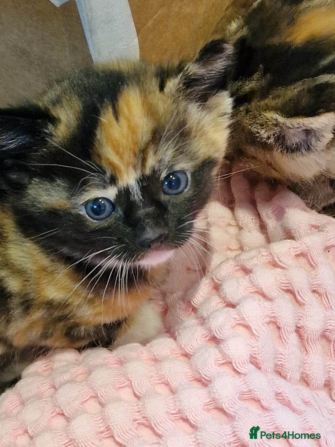 Mixed Breed cats for sale: Very special tortie and white girl - Advert 19