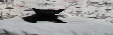 Domestic Shorthair 3
