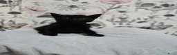 Domestic Shorthair cats for sale: Beautiful playful kittens  in Wolverhampton - Advert 5
