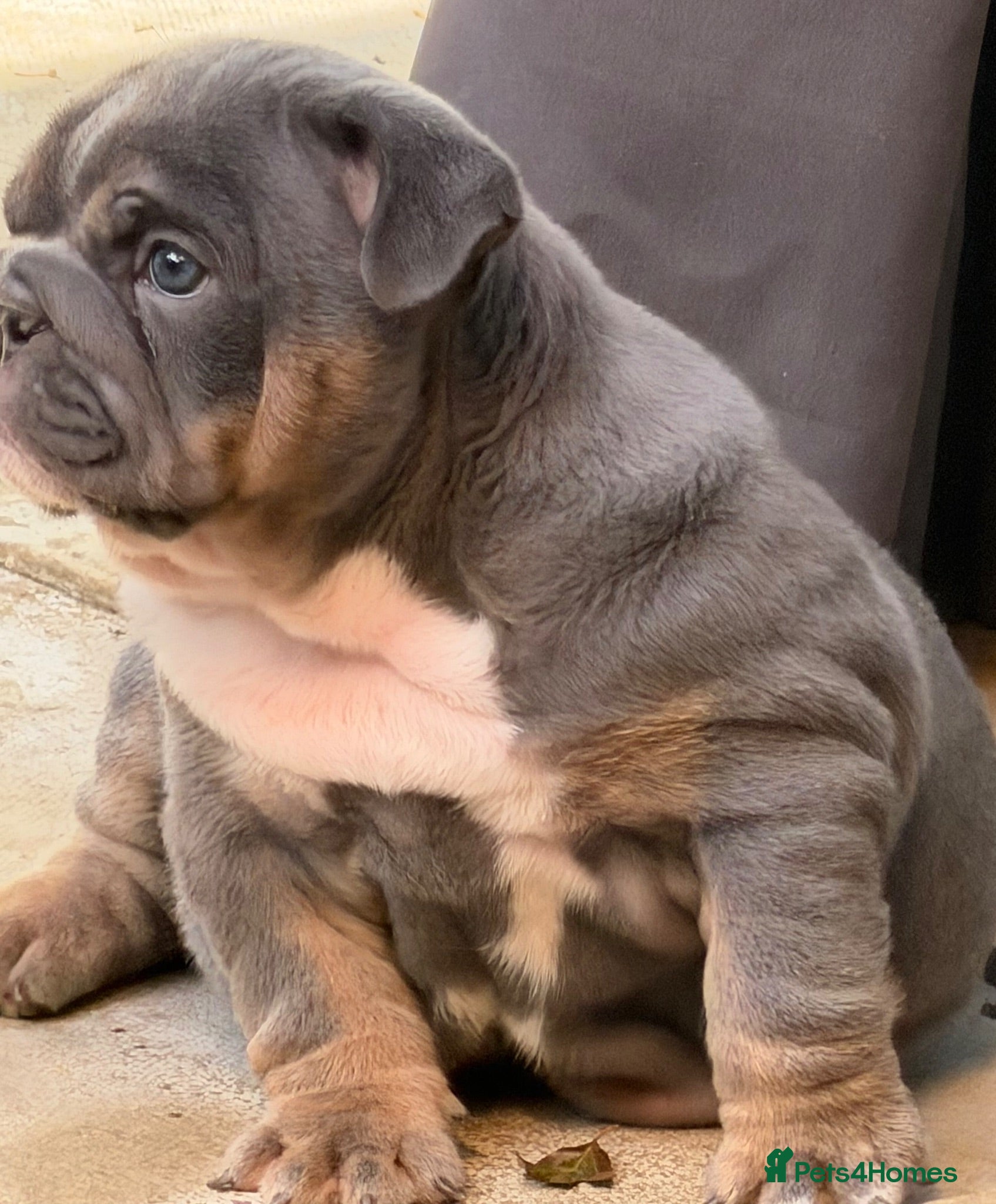 English Bulldog dogs Last girl available kc reg health tested parents - Advert 2