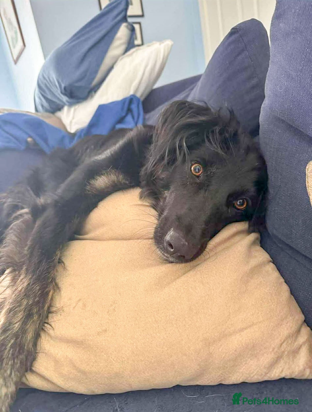 Mixed Breed dogs for adoption: Ruby – Gentle, Silly, Escape-Artist Extraordinaire - Image 13