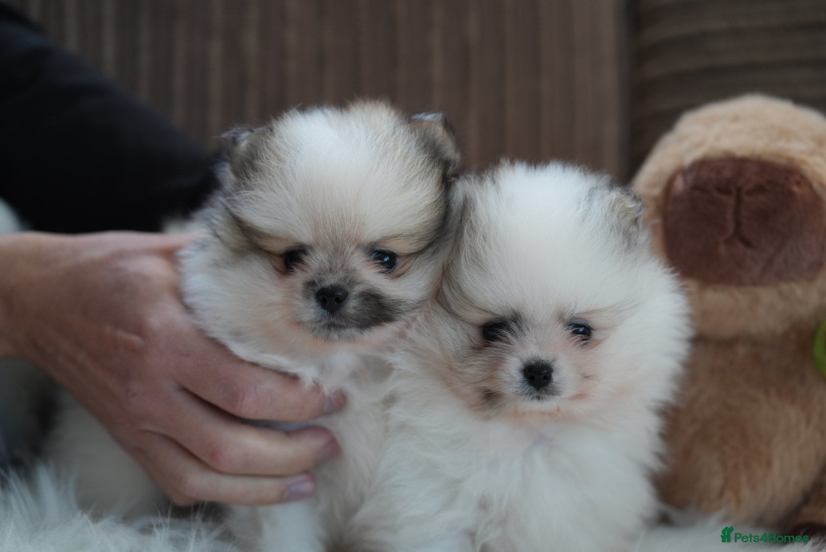 Pomeranian dogs Two cuties are looking for home  - Advert 11
