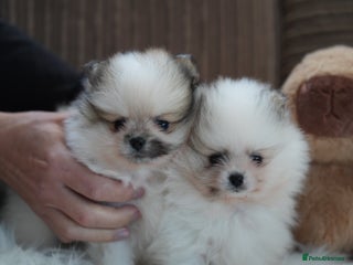 Pomeranian dogs Two cuties are looking for home - Advert 1
