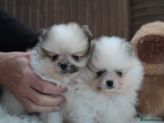 Pomeranian dogs Two cuties are looking for home - Advert 3