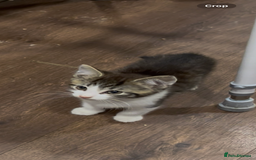 Mixed Breed cats for sale: 2 month old kittens ready for their forever homes  - Image 3
