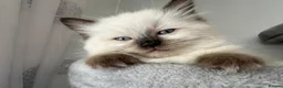 Ragdoll cats for sale: Ethically-raised GCCF seal colourpoint ragdoll   - Advert 7