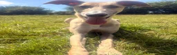 Lurcher dogs for adoption: Lenny - Lurcher for Adoption in Wells - Advert 4