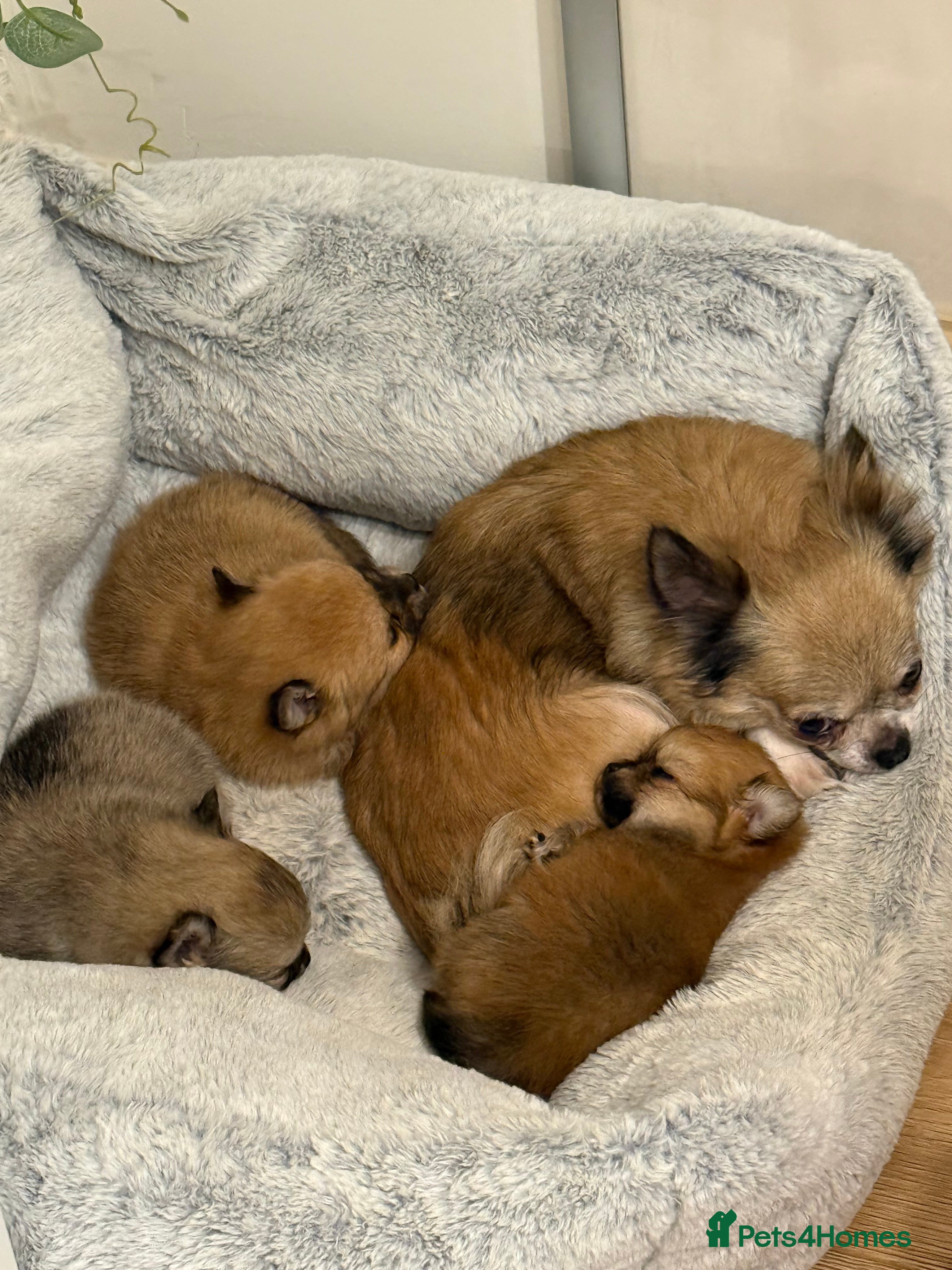 Pomchi dogs Pomchi boys - Advert 18