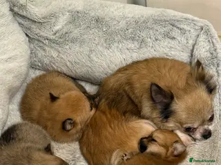 Pomchi dogs Pomchi boys - Advert 18