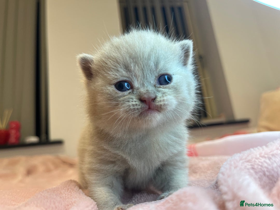 Brazilian Shorthair cats for sale: Pedigree British Shorthair Kittens Golden & Lilac - Image 18