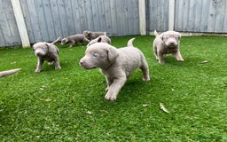 Labrador Retriever dogs for sale:  KC registered Silver and silver and tan labs  - Image 7