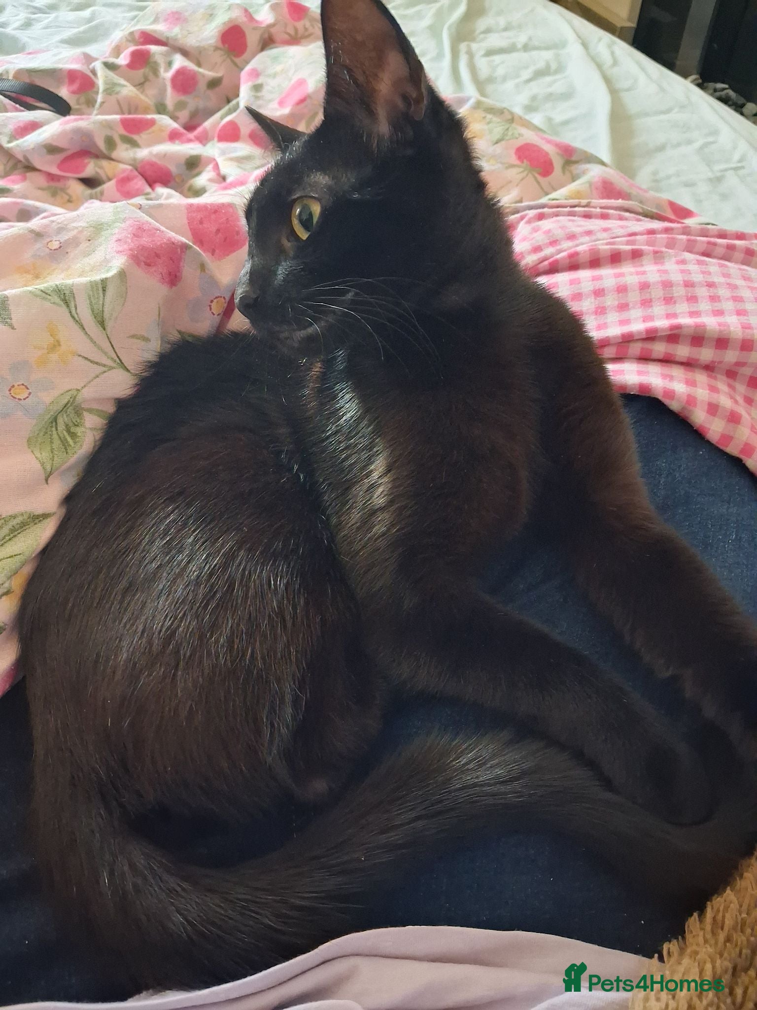 Mixed Breed cats Cat for sale £50 black female cat - Advert 1