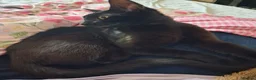 Mixed Breed cats for sale: Cat for sale £50 black female cat  - Advert 1