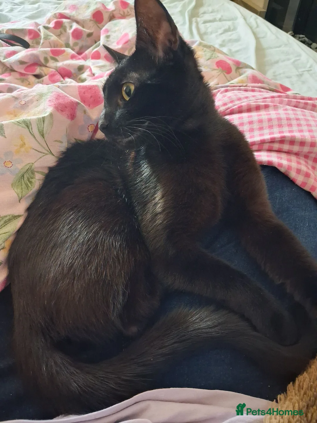 Mixed Breed cats for sale: Cat for sale £50 black female cat  - Advert 1