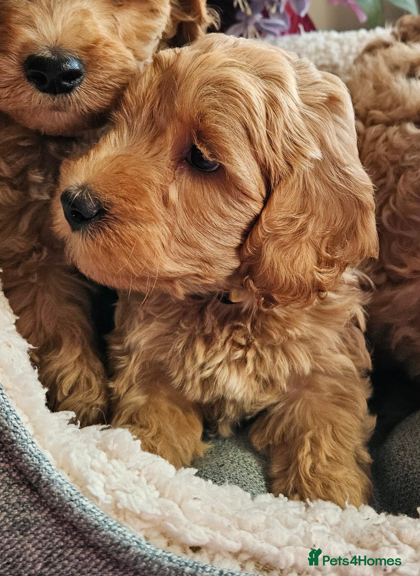 Cockapoo dogs 1 Girl Ready for loving homes, licensed breeder!   - Advert 2