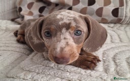Miniature Dachshund dogs for sale: Adorable KC registered mini dachsund pups - Image 1