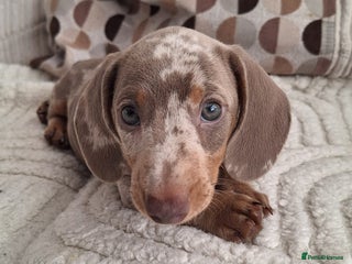 Miniature Dachshund dogs - Advert 1