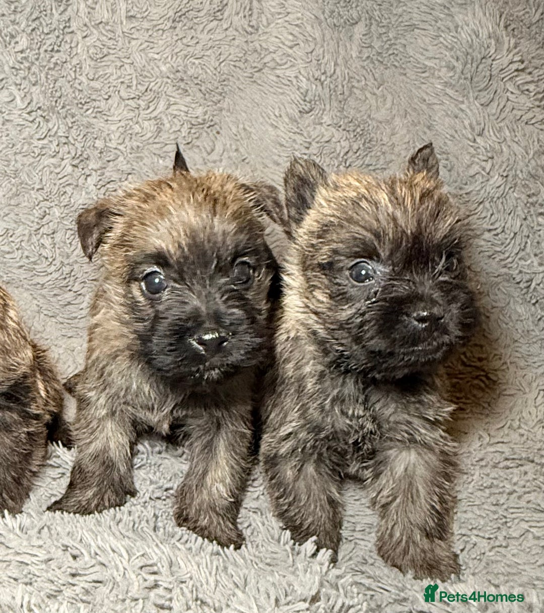 Cairn Terrier dogs for sale: STUNNING cairn terrier babies 🐾 - Advert 7