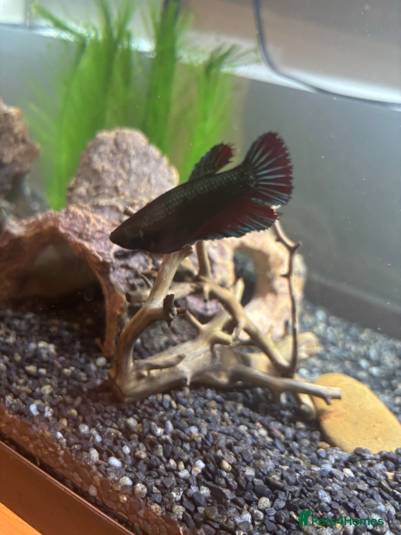 Bettas fish for sale: 3 bettas, 5 neon tetras, one clown pleco - Advert 2