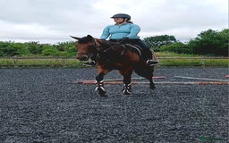 Irish Thoroughbred horses for sale: Beautiful mare for sale  in Pewsey - Image 1
