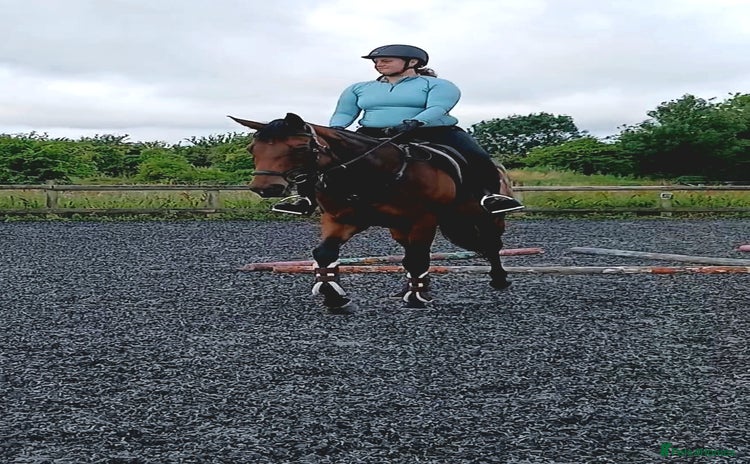 Irish Thoroughbred horses for sale in Pewsey - Advert 1