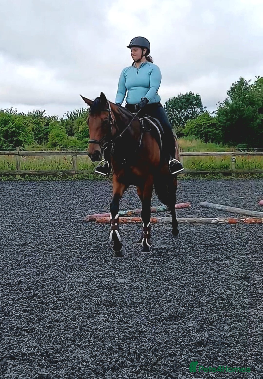 Irish Thoroughbred horses for sale: Beautiful mare for sale  in Pewsey - Image 1